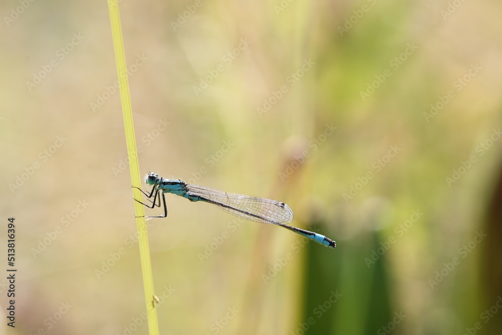 damselfly sitting in the grass in sunlight on its perch damselfly sitting in the grass in sunlight on its perch