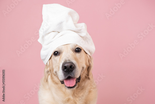 Foto The dog is sitting on a pink background with a yellow duckling and soap bubbles