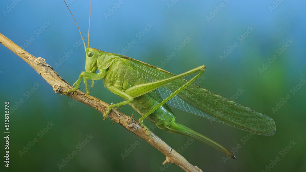 Green grasshopper sits on a branch against a blue sky and green vegetation. Great green bush-cricket (Tettigonia) Green grasshopper sits on a branch against a blue sky and green vegetation. Great green bush-cricket (Tettigonia)