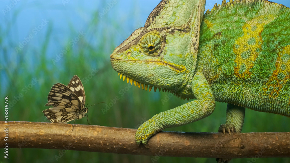 Fototapeta premium Close-up, adult bright green chameleon preys on motley butterfly. Veiled chameleon (Chamaeleo calyptratus) and Eastern Bath white butterfly (Pontia edusa)