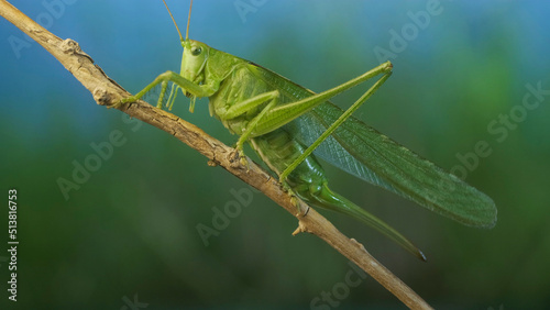 Green grasshopper sits on a branch against a blue sky and green vegetation. Great green bush-cricket (Tettigonia)
