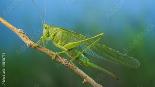 Green grasshopper sits on a branch against a blue sky and green vegetation. Great green bush-cricket (Tettigonia)