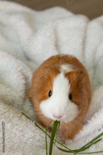 Red-white little guinea pig eating fresh grass on a white blanket. High quality 4k footage