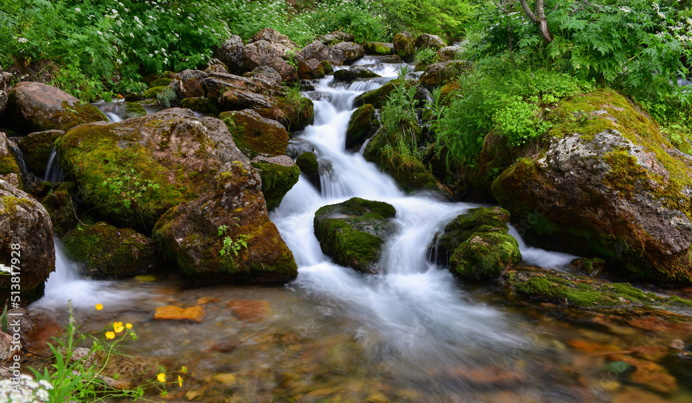 Spring in the Magnificent Forest