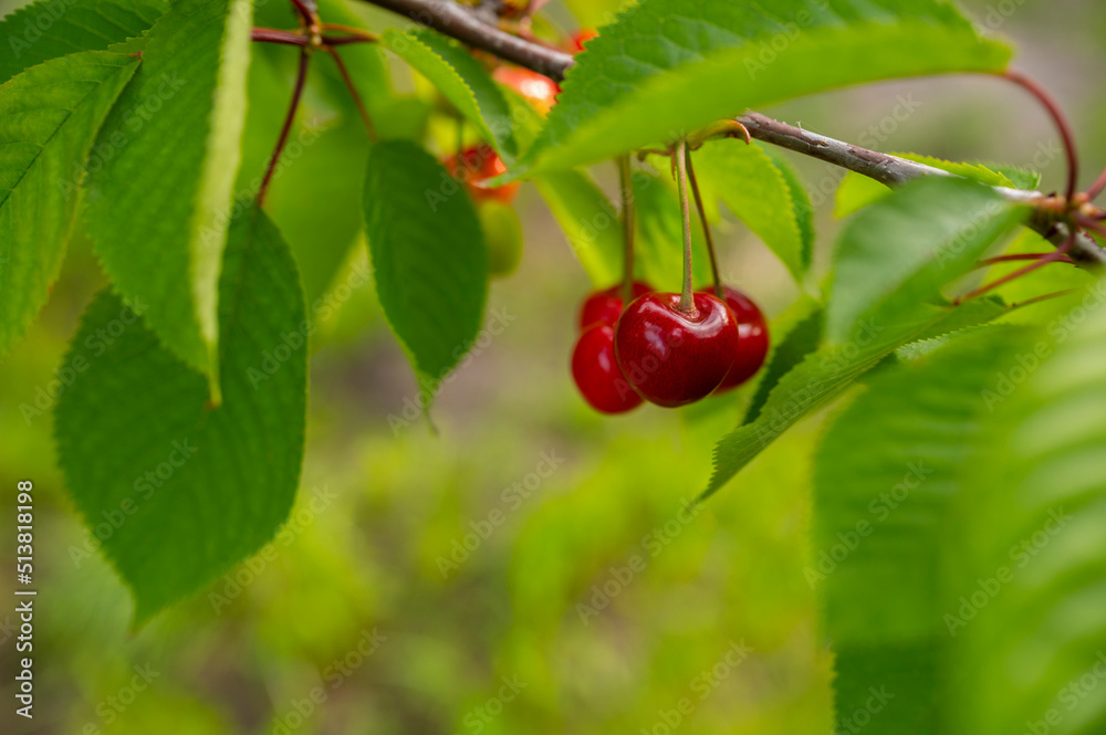 Ripe cherries on a tree branch Ripe cherries on a tree branch