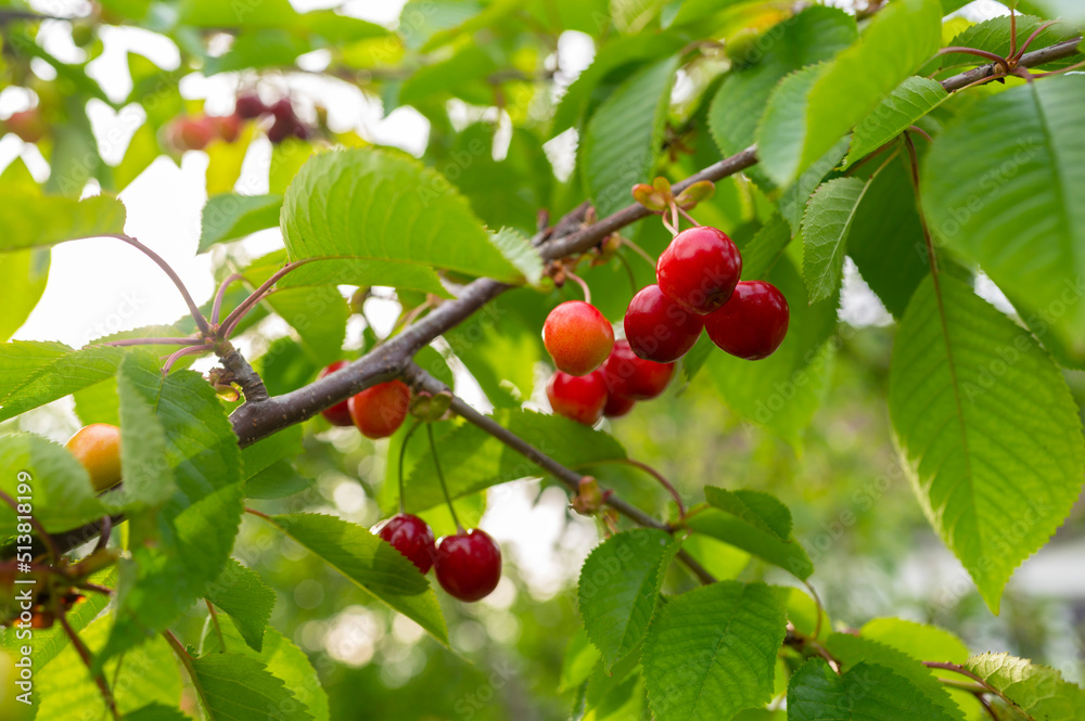 cherry on a tree branch