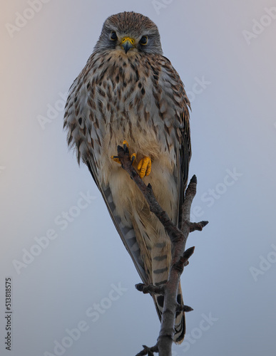 Turmfalke Schweiz photo