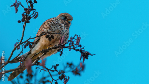 Turmfalke Schweiz photo