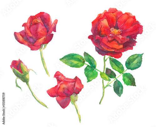 red roses, watercolor, isolated on white, isolation work path.