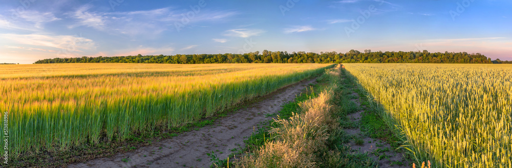 Fototapeta premium Field road between fields of agricultural crops. Panoramic view