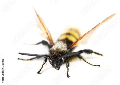 Mammoth wasp male, (Megascolia maculata) isolated on white 