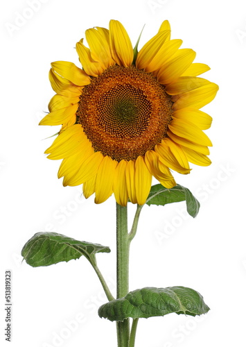 Sunflower isolated on white with clipping path