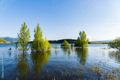 Trees in the water. High tide the lake.