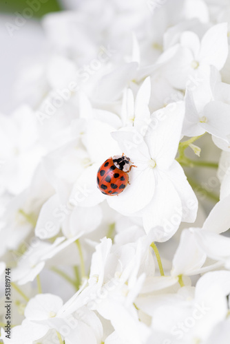 Ladybird sitting on hydrangea. Ladybug in nature. Beautiful ladybug in the hydrangea , coccinellids are a family of coleopteran insects from the Cucujoidea superfamily. ￼ photo