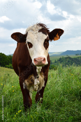 A Abondance calf in a herd of cows in the green mountain pasture. 