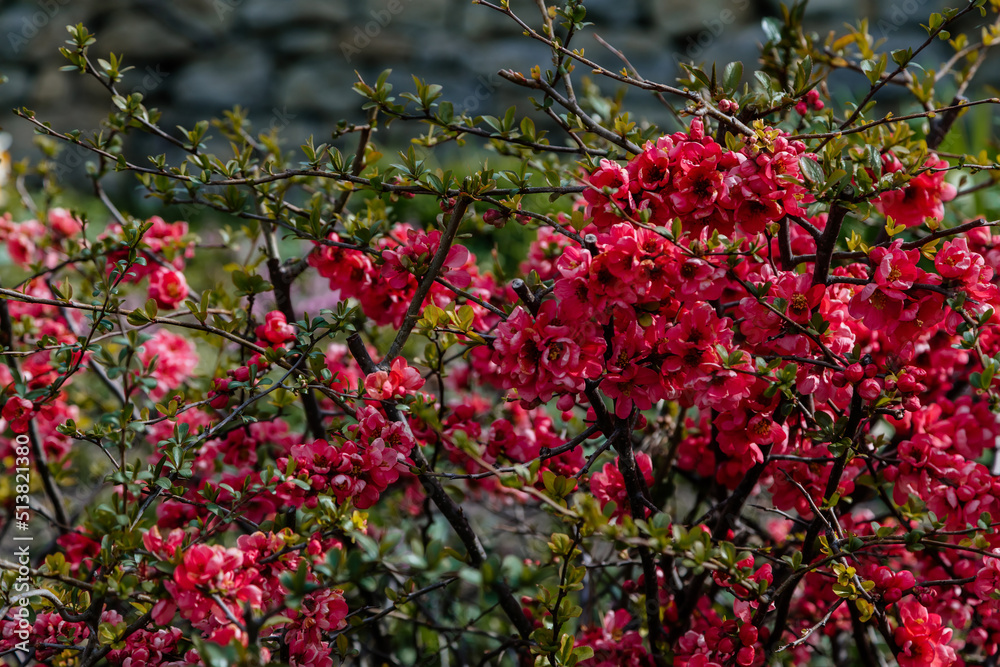 Closeup of flowering of Japanese quince or Chaenomeles japonica tree, sunny day in april and may, flowering branch picturesque symbol of early spring pink small flowers in botanical garden