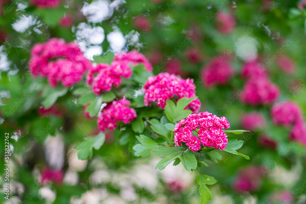 beautiful red flowers on a bush branch