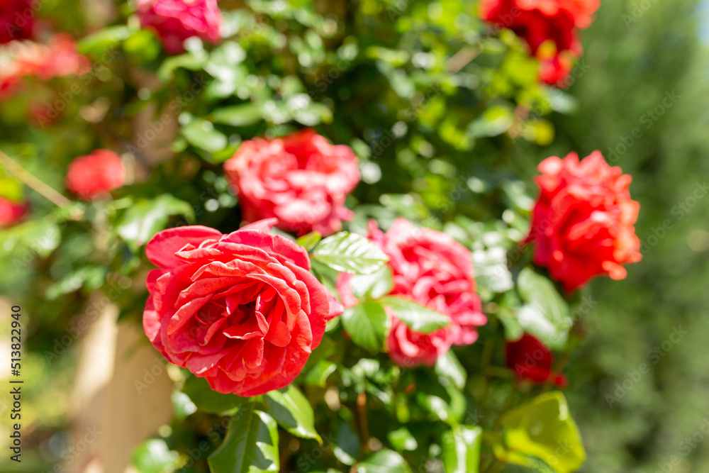 Red roses. Garden with flowers, roses. Home garden concept with flowers. Photo with blurry background Red roses. Garden with flowers, roses. Home garden concept with flowers. Photo with blurry background