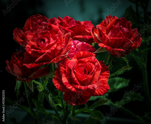 red roses in a garden