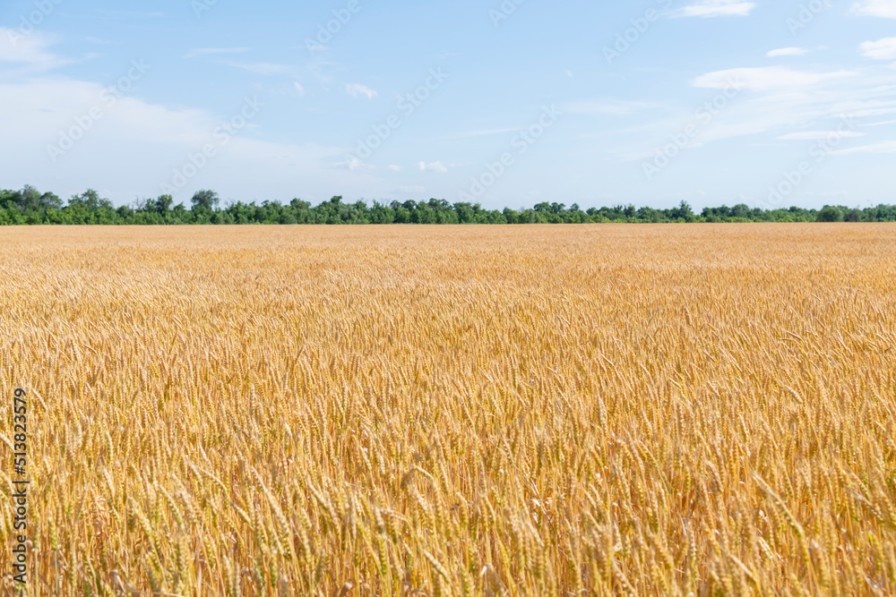 Side view of gold colored agricultural wheat field with ripe crop in a sunny summer day. Selective focus. Copy space for your text. World Food Theme.