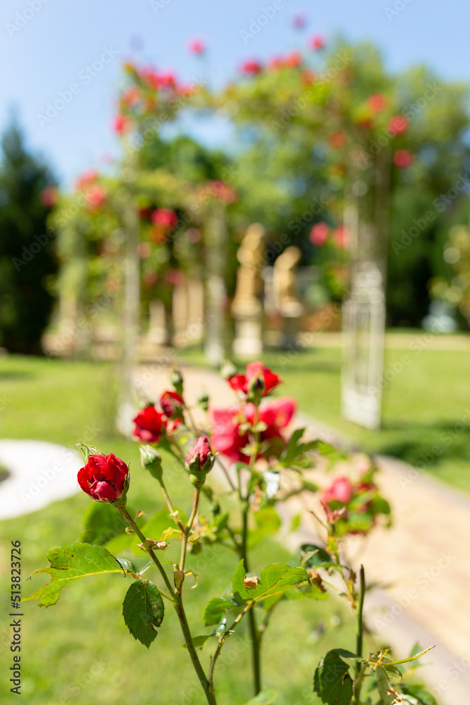 Beautiful red roses bush in summer morning garden on bright summer day background Beautiful red roses bush in summer morning garden on bright summer day background