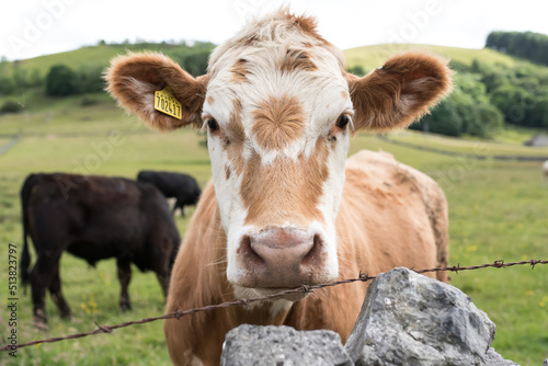 Portrait of a beautiful brown-white cow in the pasture.
