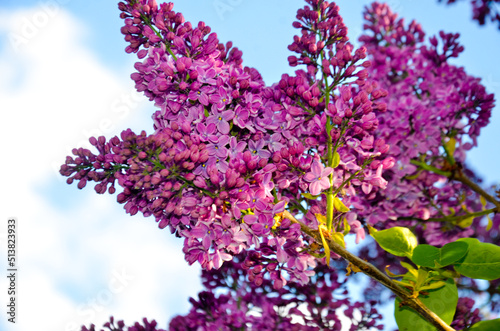 Bright purple lilac branch selective focus