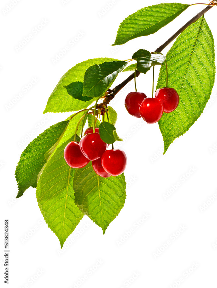 Cherries on a branch on white background Cherries on a branch on white background