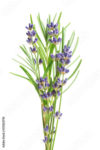 Lavender flowers isolated on white background