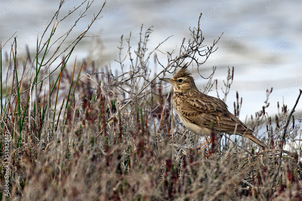 Haubenlerche // Crested Lark (Galerida cristata), Peloponnese, Greece Haubenlerche // Crested Lark (Galerida cristata), Peloponnese, Greece