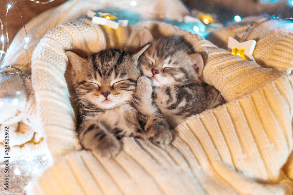 Cute Tabby Kittens Playing Sleeping Together. Cute Baby Cats In Love. Kids  Animal Cat And Cozy Home Concept. Pets. Taking Care Of Animals. Stock Photo  | Adobe Stock