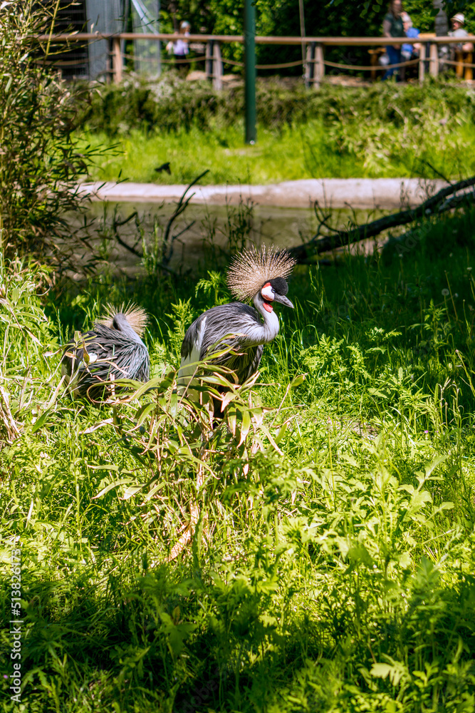 Naklejka premium Really majestic bird with a crown on its head