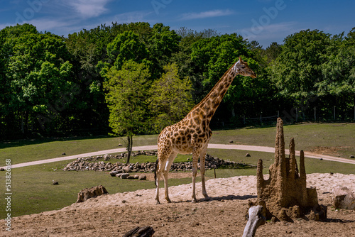 Canvas Print Giraffe in a safari park in Denmark