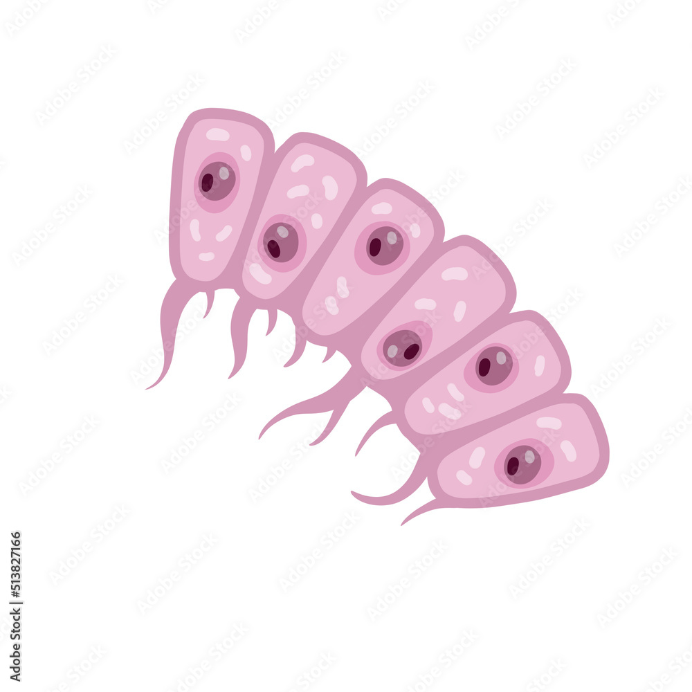 Cell of human organism. Layer of epidermis. Scientific material for education. Cartoon flat illustration. Skin system. Cell of human organism. Layer of epidermis. Scientific material for education. Cartoon flat illustration. Skin system.
