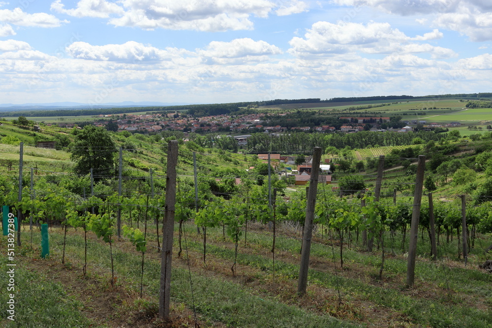 Growing grape wine. Landscape view with vineyards. Grapevine. Blue sky with clouds. South Moravia in the Czech Republic.