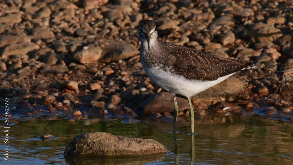 sandpiper Tringa Ochropus on the lake shore, sandpiper Tringa Ochropus on the lake shore,