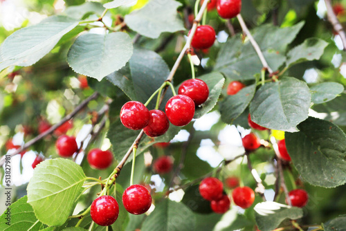 Ripe cherries on cherry tree branches