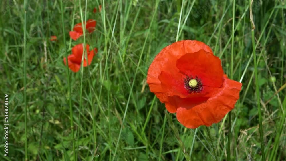 Bright red poppy in green grass field filmed in slow motion. Daytime footage in the English countryside of flowers moving in a vivid green grass field Bright red poppy in green grass field filmed in slow motion. Daytime footage in the English countryside of flowers moving in a vivid green grass field