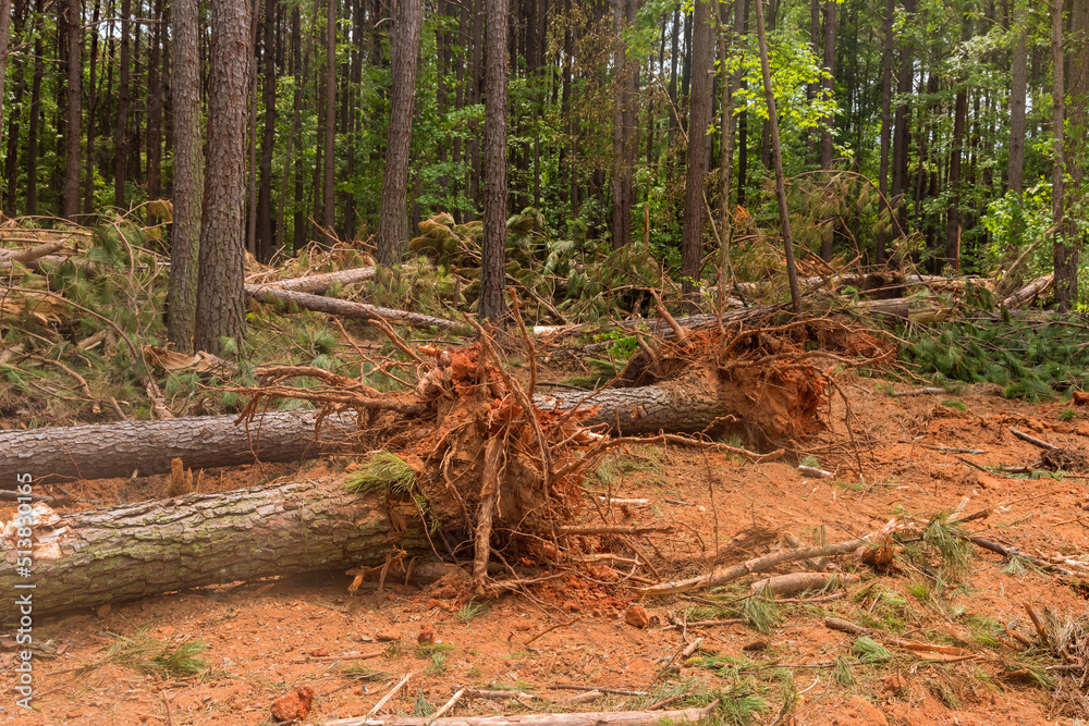 Fototapeta premium A deforestation forest is used to prepare land new subdivision house complex by removal up tree stumps and roots when forest has been cleared.