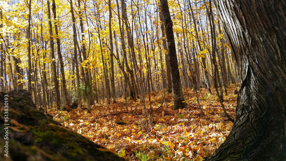 Obraz premium autumn in the forest