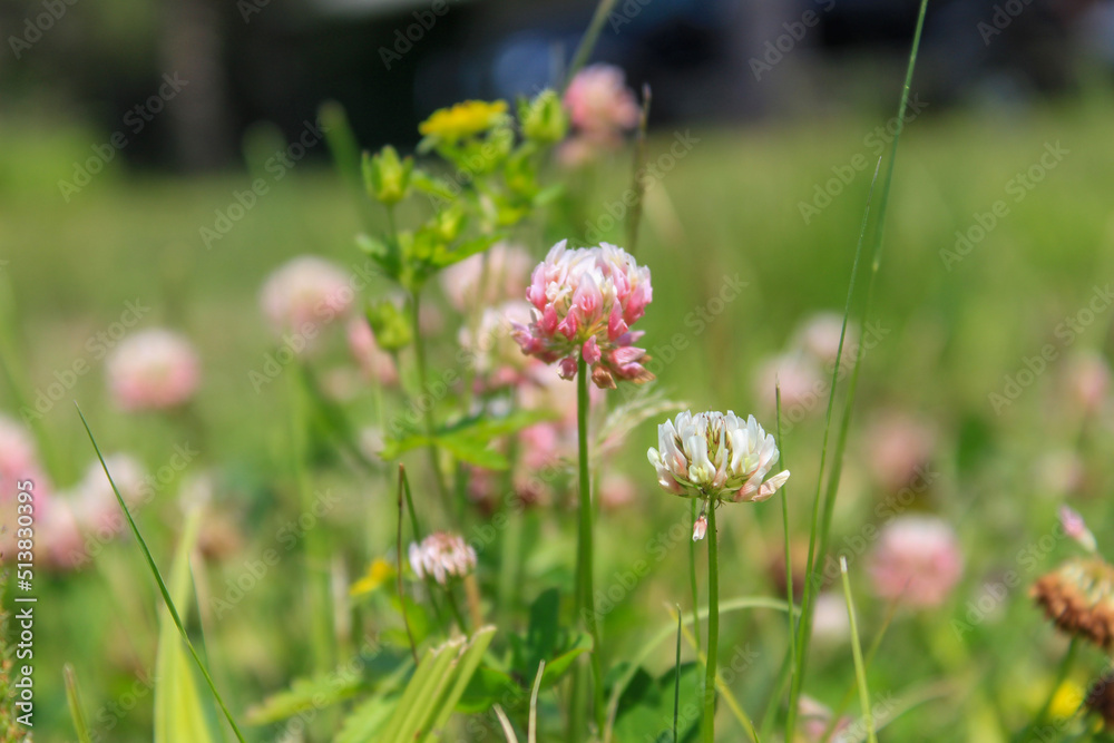 flowers in the meadow