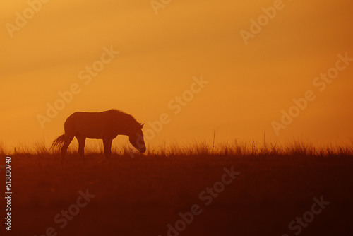 Przewalski s horse  Equus ferus przewalskii    also called the takhi  Mongolian wild horse or Dzungarian horse  standing on a plain at sunset with a yellow sky