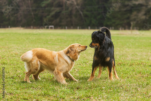 male dog hovawart gold and black and female gold is meeting © michal