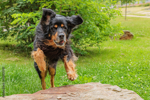male dog hovawart gold and black jumping up on a boulder