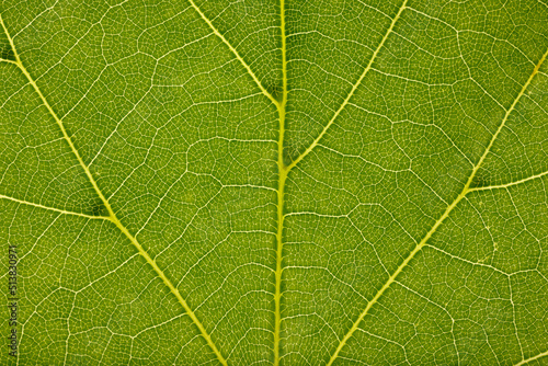 Beautiful green leaf macro full of details