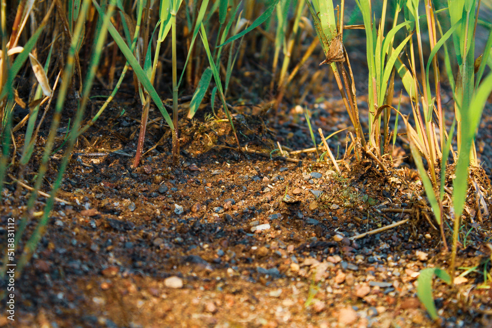 moss on the ground moss on the ground