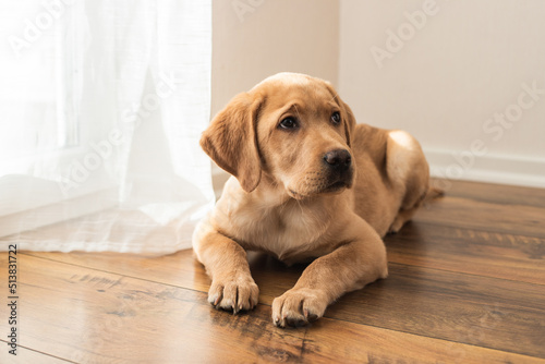 Adorable sad labrador retriever puppy lies on the floor on the floor of the house. Dogs as life partners. Pets are sad. © Elena Medoks