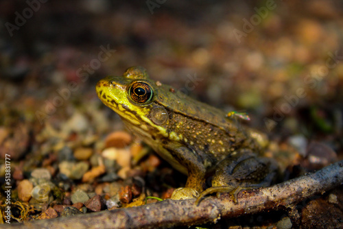 frog in the pond