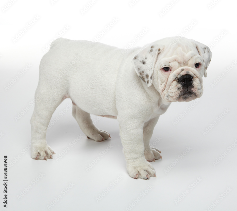 English bulldog puppy photographed on white background