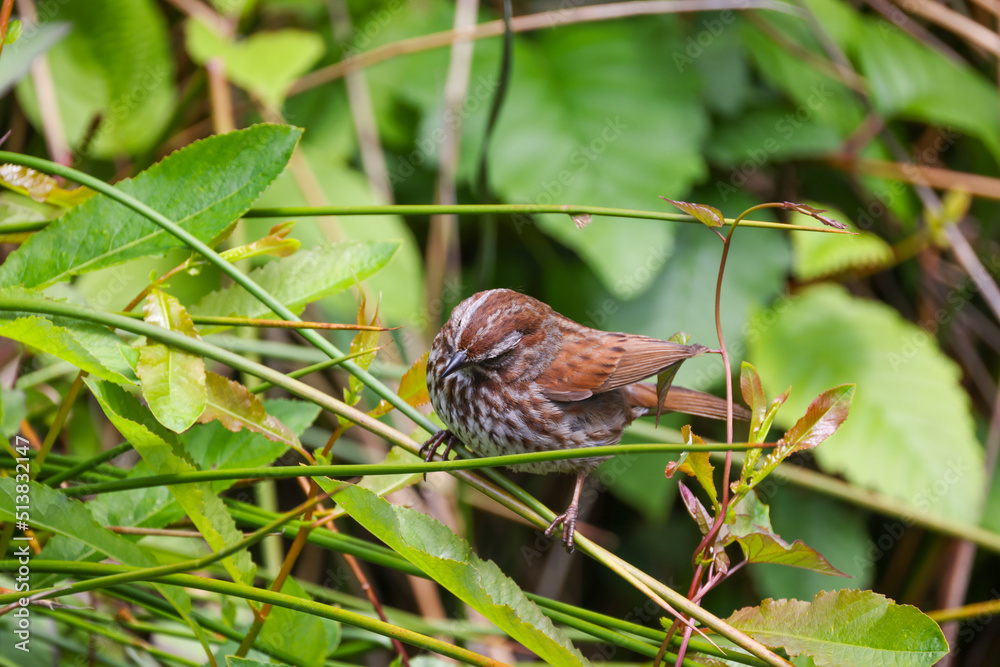 Fototapeta premium A Song Sparrow